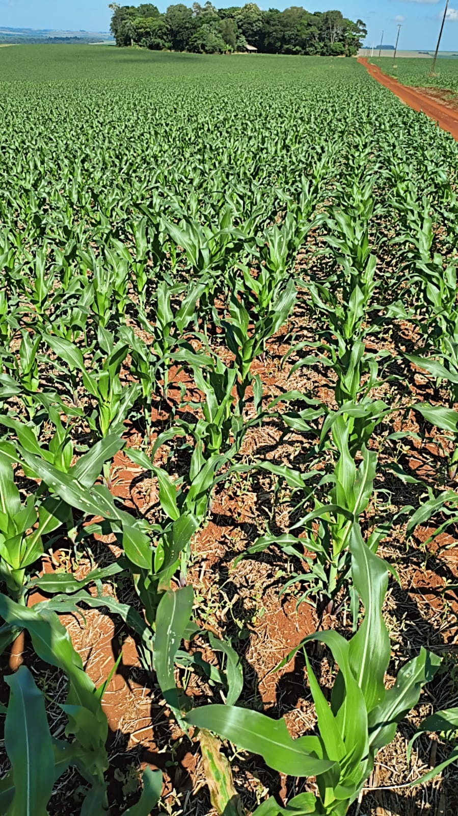 Maíz amarillo paraguayo para exportación internacional